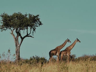 África