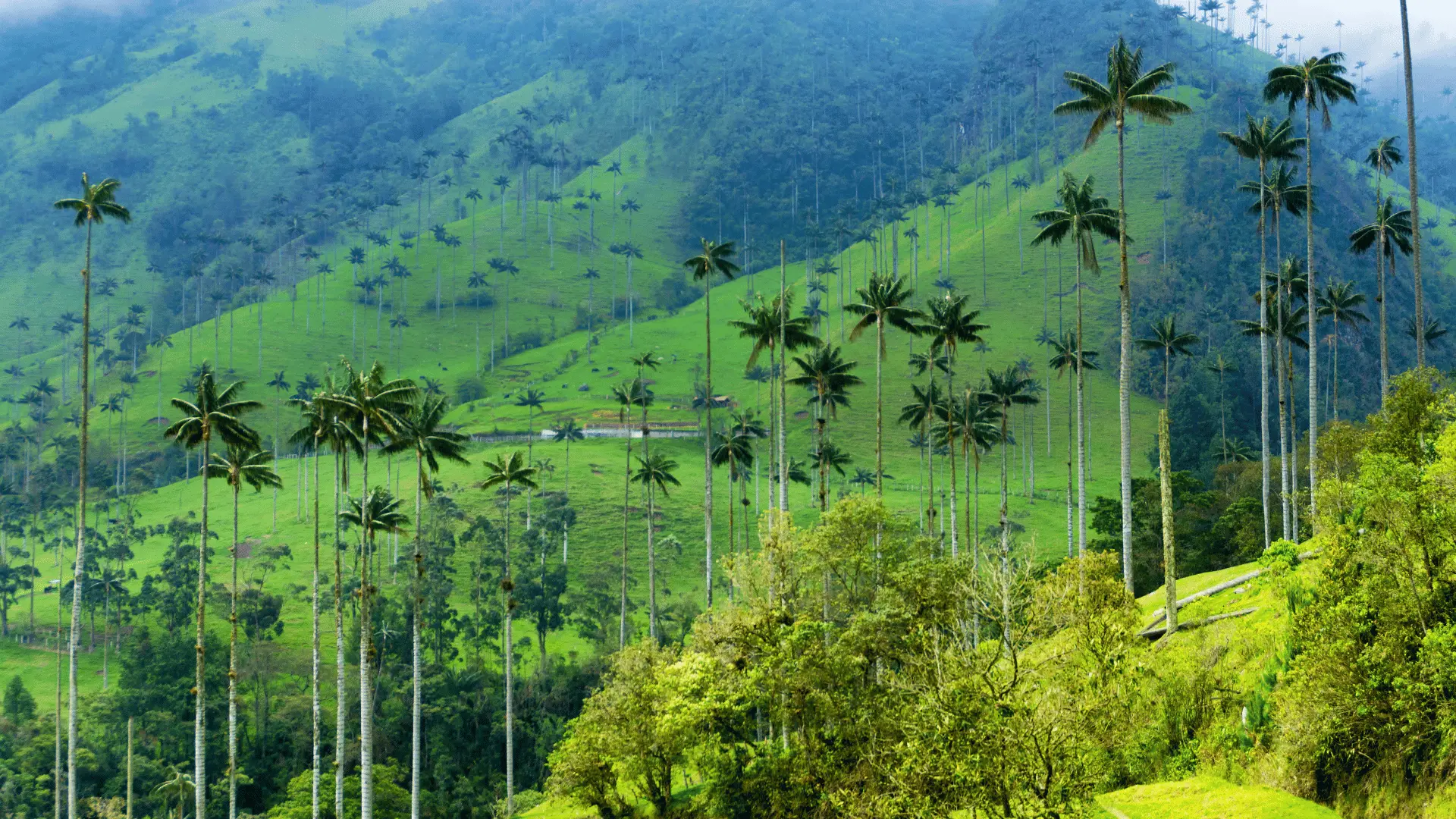 COLOMBIA EJE CAFETERO